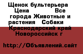 Щенок бультерьера › Цена ­ 35 000 - Все города Животные и растения » Собаки   . Краснодарский край,Новороссийск г.